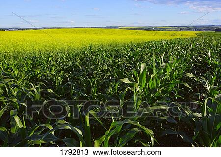 Corn field View Large Photo Image Stock Image - Corn field. Fotosearch