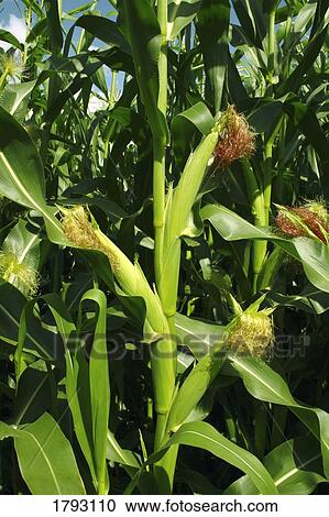 Corn stalks View Large Photo Image Stock Image - Corn stalks. Fotosearch