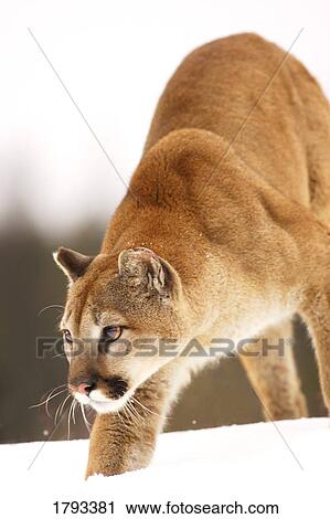 Stock Image - Cougar hunting. Fotosearch