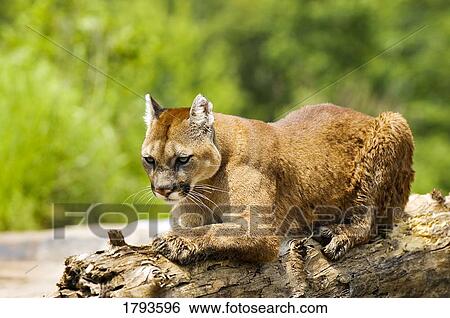 Stock Photograph - Cougar on a log. Fotosearch