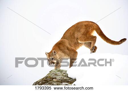Stock Photography - Cougar on the prowl. Fotosearch