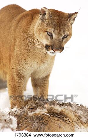 Cougar with fallen prey View Large Photo Image Picture - Cougar with fallen prey. Fotosearch