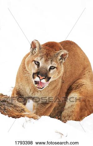 Stock Photo - Cougar with prey. Fotosearch