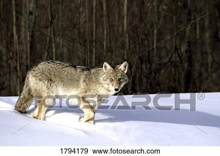 Stock Photo - Coyote in winter. Fotosearch