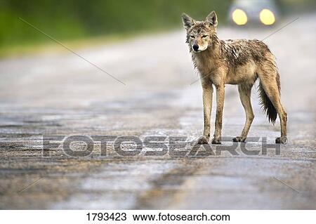 Stock Image - Coyote on road. Fotosearch
