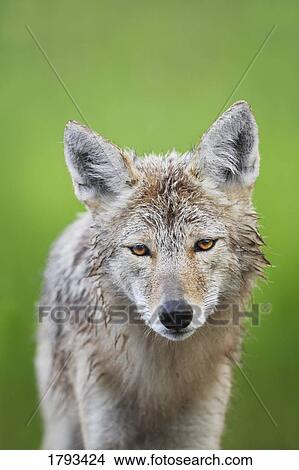 Picture - Coyote. Fotosearch