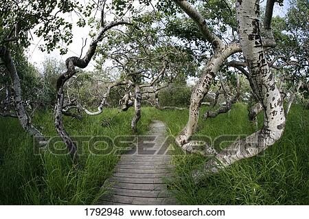 Stock Photo - Crooked trees in Saskatchewan. Fotosearch