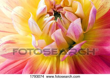 Picture - Dahlia blossom center. Fotosearch