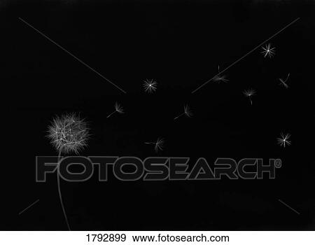 Dandelion puff blowing in the wind View Large Photo Image Stock Photo - Dandelion puff blowing in the wind. Fotosearch