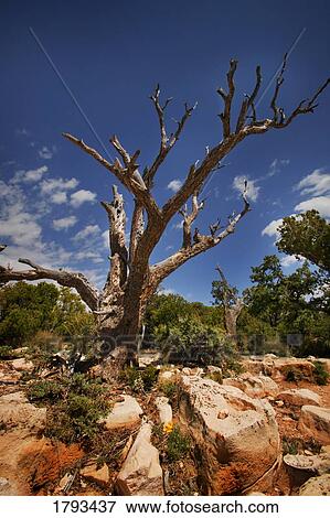 Dead tree View Large Photo Image Stock Photo - Dead tree. Fotosearch