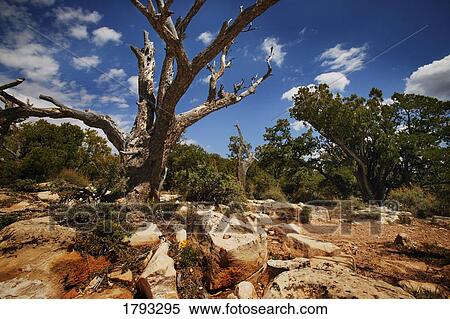 Dead tree View Large Photo Image Stock Photography - Dead tree. Fotosearch