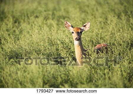 Stock Photo - Deer in the brush. Fotosearch
