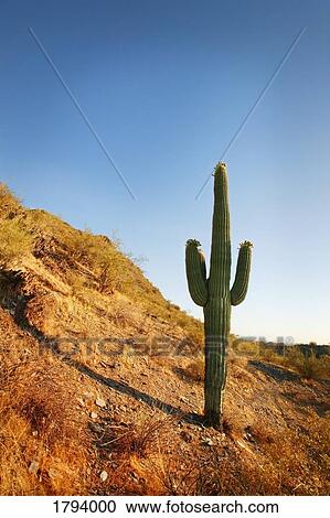 Stock Image - Desert landscape. Fotosearch