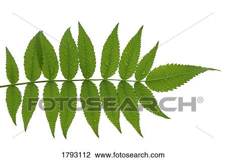 Stock Image - Dew-covered leaves. Fotosearch