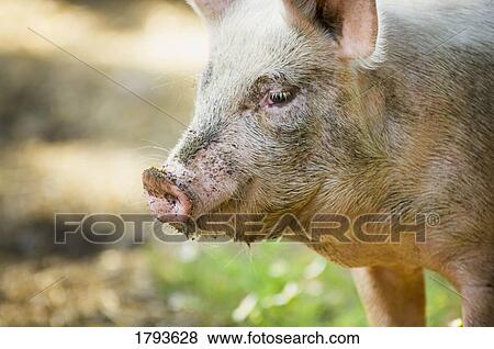 Stock Photo - Dirty pig. Fotosearch