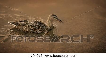 Stock Image - Duck swimming in pond. Fotosearch