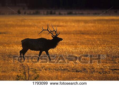 Stock Photo - Elk in Yellowstone National Park. Fotosearch