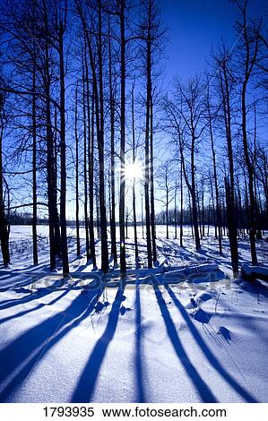Elk Island National Park View Large Photo Image Stock Photography - Elk Island National Park. Fotosearch