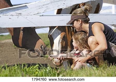 Feeding horses View Large Photo Image Stock Image - Feeding horses. Fotosearch