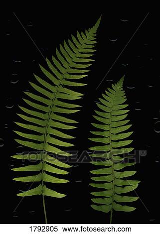 Fern leaves with water droplets View Large Photo Image Stock Photography - Fern leaves with water droplets. Fotosearch