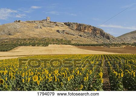 Field of sunflowers in Spain View Large Photo Image Stock Photo - Field of sunflowers in Spain. Fotosearch