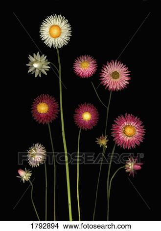Flowers View Large Photo Image Picture - Flowers. Fotosearch