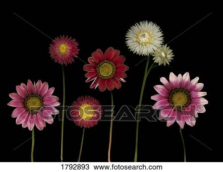 Flowers View Large Photo Image Stock Image - Flowers. Fotosearch