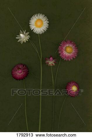 Stock Image - Flowers. Fotosearch