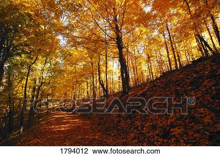 Forest in autumn View Large Photo Image Stock Image - Forest in autumn. Fotosearch