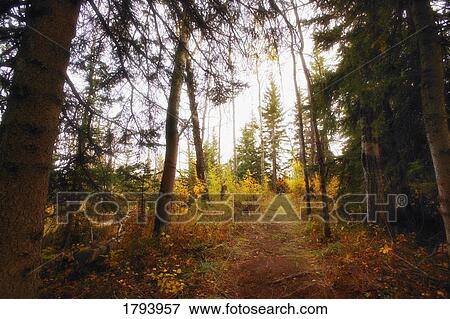 Forest path View Large Photo Image Stock Photo - Forest path. Fotosearch