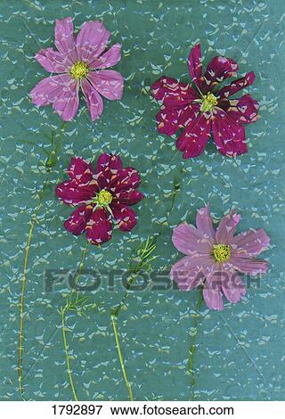 Stock Photo - Four pink flowers. Fotosearch