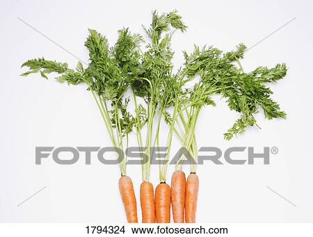 Fresh carrots View Large Photo Image Picture - Fresh carrots. Fotosearch