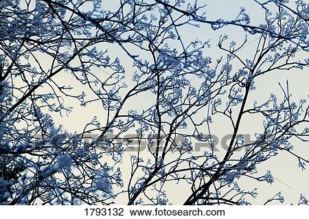 Stock Image - Frost on branches. Fotosearch