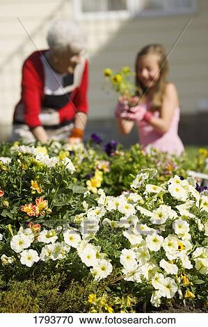 Stock Image - Grandmother and granddaughter gardening. Fotosearch