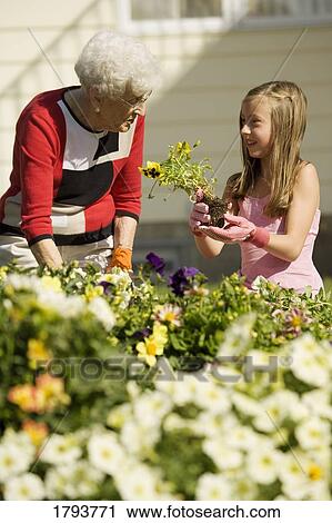 Grandmother and granddaughter gardening View Large Photo Image Stock Image - Grandmother and granddaughter gardening. Fotosearch