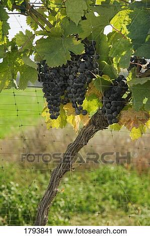 Stock Image - Grapes on a vine. Fotosearch