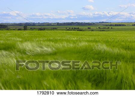 Stock Image - Grassy field. Fotosearch