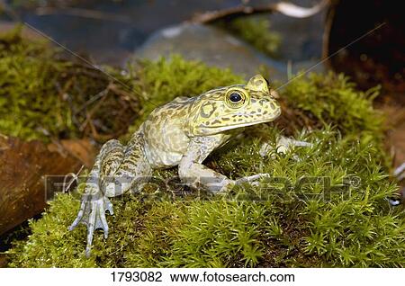 Stock Image - Green frog. Fotosearch