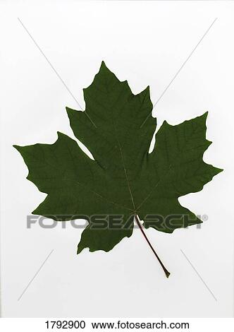 Green maple leaf View Large Photo Image Stock Image - Green maple leaf. Fotosearch