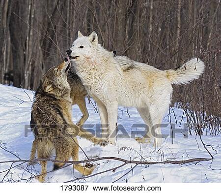 Grey wolves View Large Photo Image Stock Photo - Grey wolves. Fotosearch
