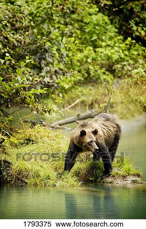 Grizzly bear on shore View Large Photo Image Stock Photography - Grizzly bear on shore. Fotosearch