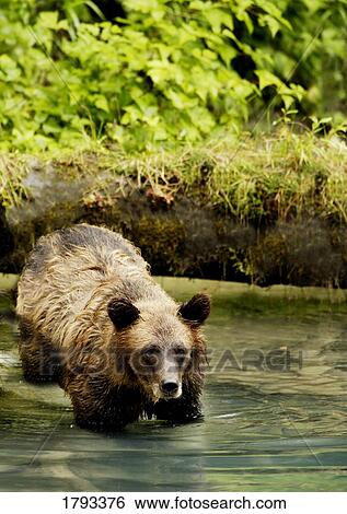 Stock Photograph - Grizzly Bear. Fotosearch