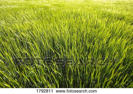 Hay field View Large Photo Image Stock Image - Hay field. Fotosearch