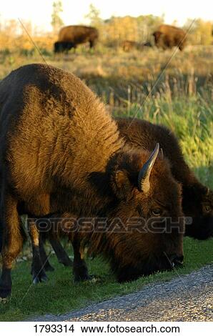 Herd of buffalo View Large Photo Image Picture - Herd of buffalo. Fotosearch