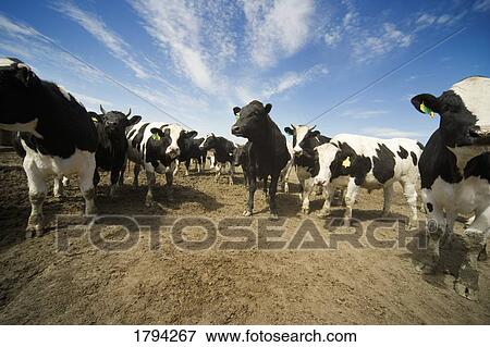 Herd of cattle View Large Photo Image Stock Photo - Herd of cattle. Fotosearch