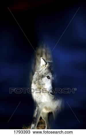 Hidden image of wolf View Large Photo Image Stock Image - Hidden image of wolf. Fotosearch