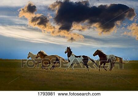 Horses galloping View Large Photo Image Stock Image - Horses galloping. Fotosearch