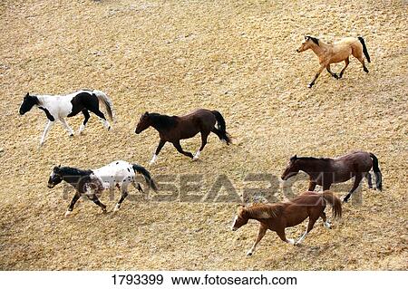 Horses galloping View Large Photo Image Stock Photo - Horses galloping. Fotosearch