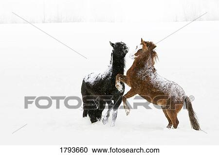 Horses prancing in the snow View Large Photo Image Stock Image - Horses prancing in the snow. Fotosearch