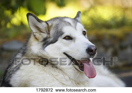 Husky dog View Large Photo Image Stock Image - Husky dog. Fotosearch
